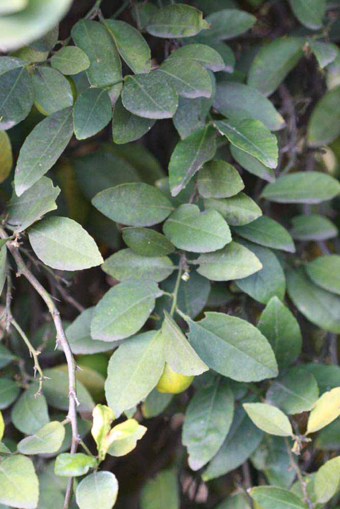            Shade leaves (Stow #7, Riverside, CA)   